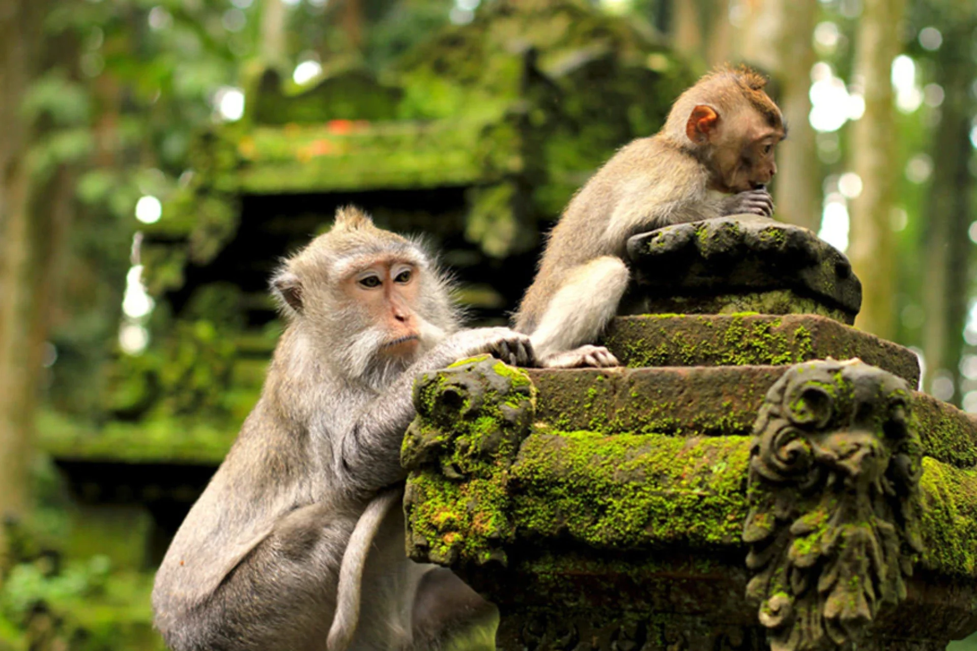 Monkey Forest