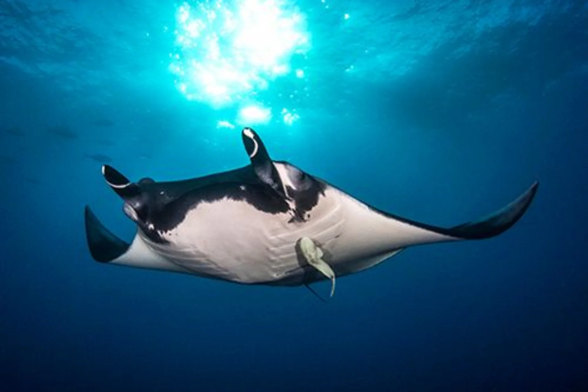 manta-ray